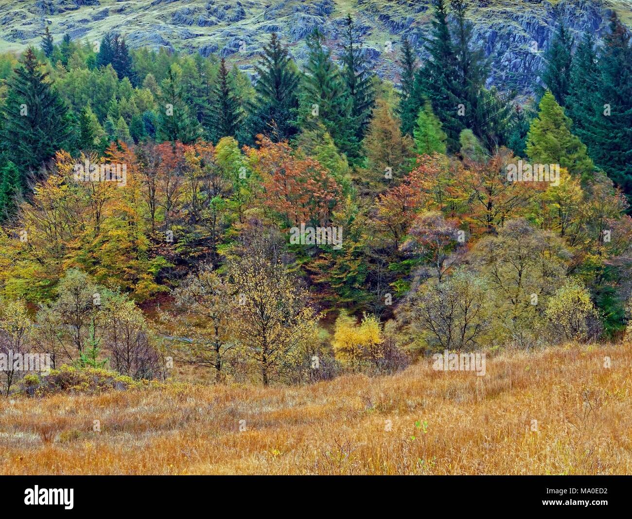 Una vista di autunno di coloratissimi alberi decidui in The Langdale Fells nel distretto del lago, Inghilterra. Foto Stock