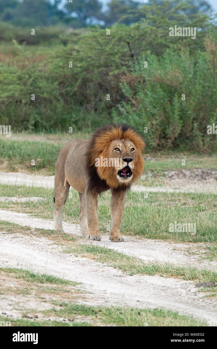 Lion (Panthera leo). Maschio adulto. Circa a ruggire. Okavango Delta. Il Botswana. L'Africa. Foto Stock