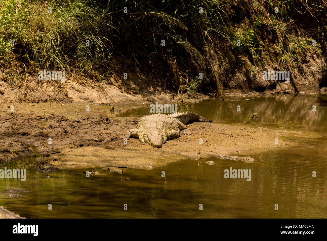 African coccodrillo del Nilo su Sandbank al Riverside Foto Stock