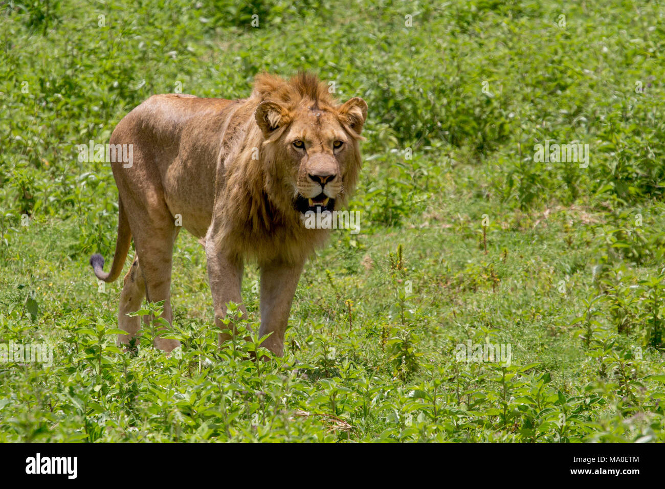 Maschio di leone con bocca aperta nella prateria verde Foto Stock