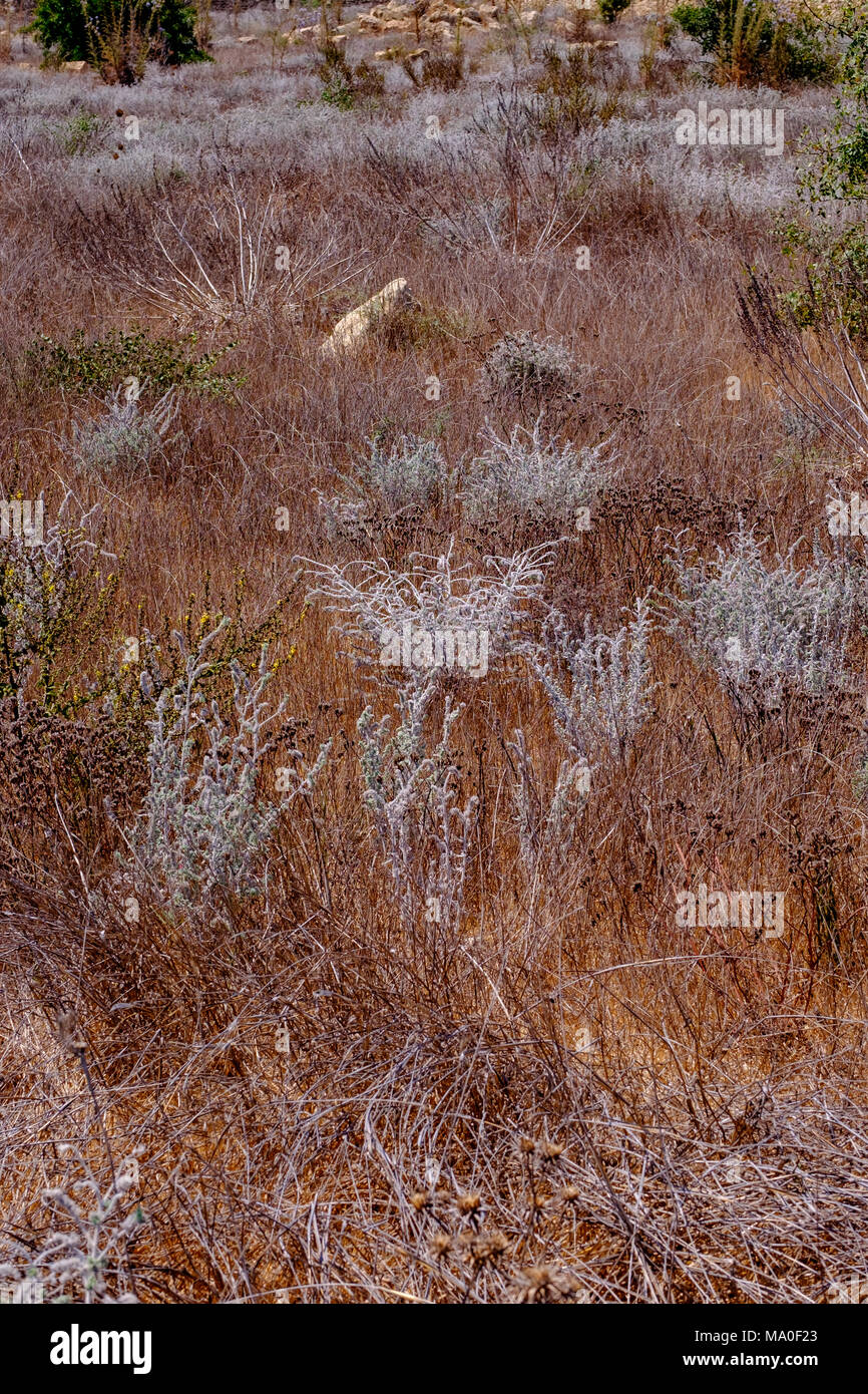 Erba e arbusti, il Parco Archeologico di Kato Pafo, Paphos, Cipro. Foto Stock