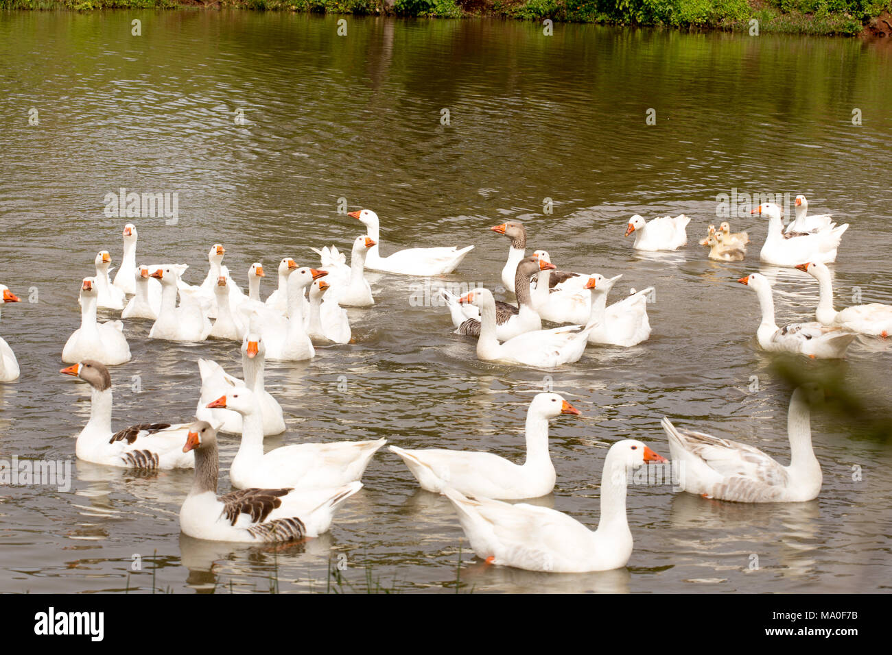 Un gruppo di oca bianca a nuotare in un lago circondato dal verde della natura Foto Stock