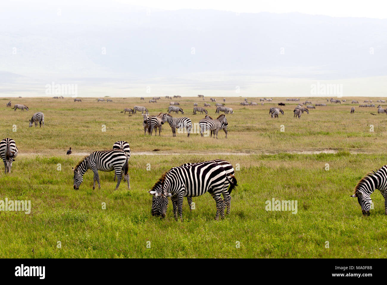African Zebra allevamento con la testa in giù sulla prateria verde Foto Stock