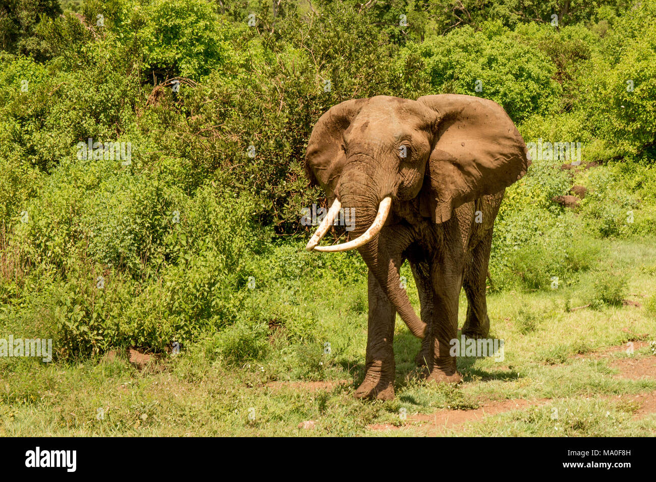 Primo piano dell' elefante africano nella parte anteriore della foresta verde Foto Stock