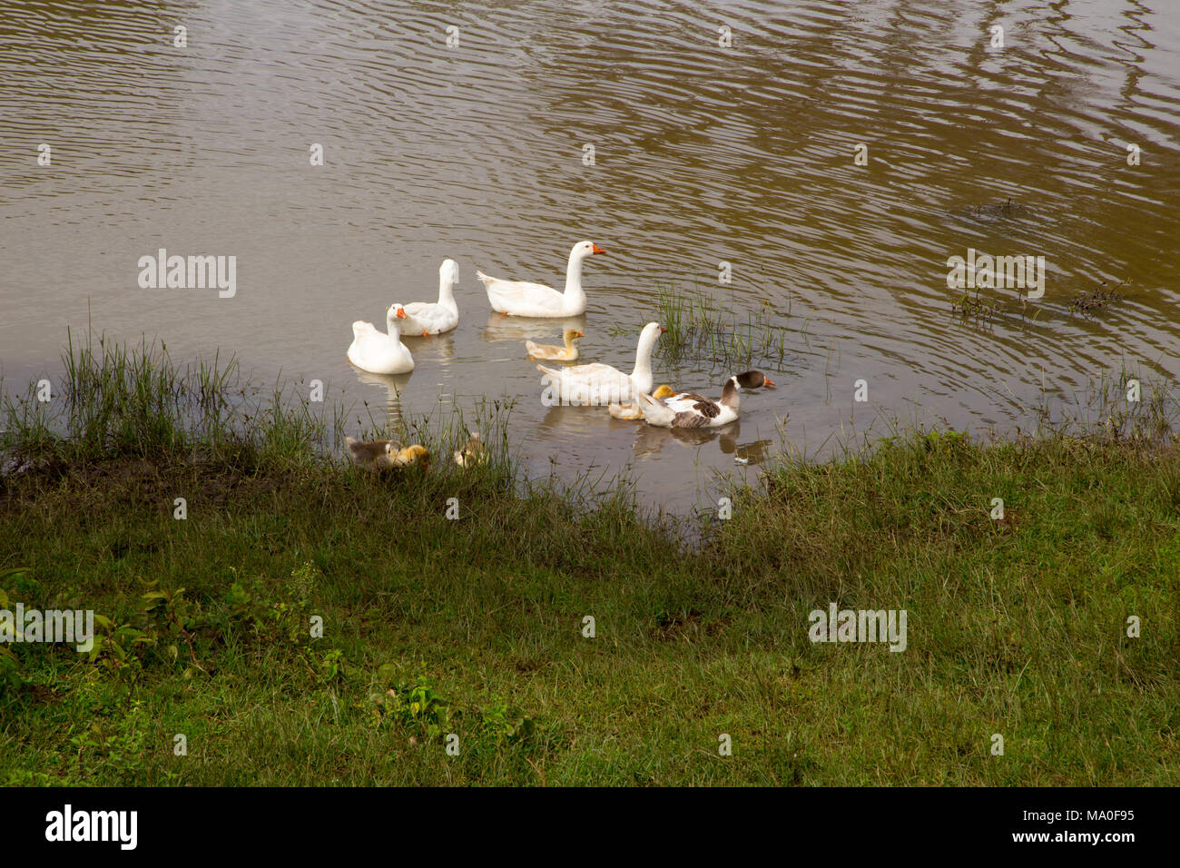 Oca Bianca famiglia sul Lago Foto Stock