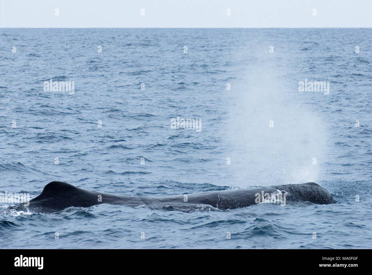 Sperma balena immersioni vicino a Kaikoura, South Island, in Nuova Zelanda. Foto Stock