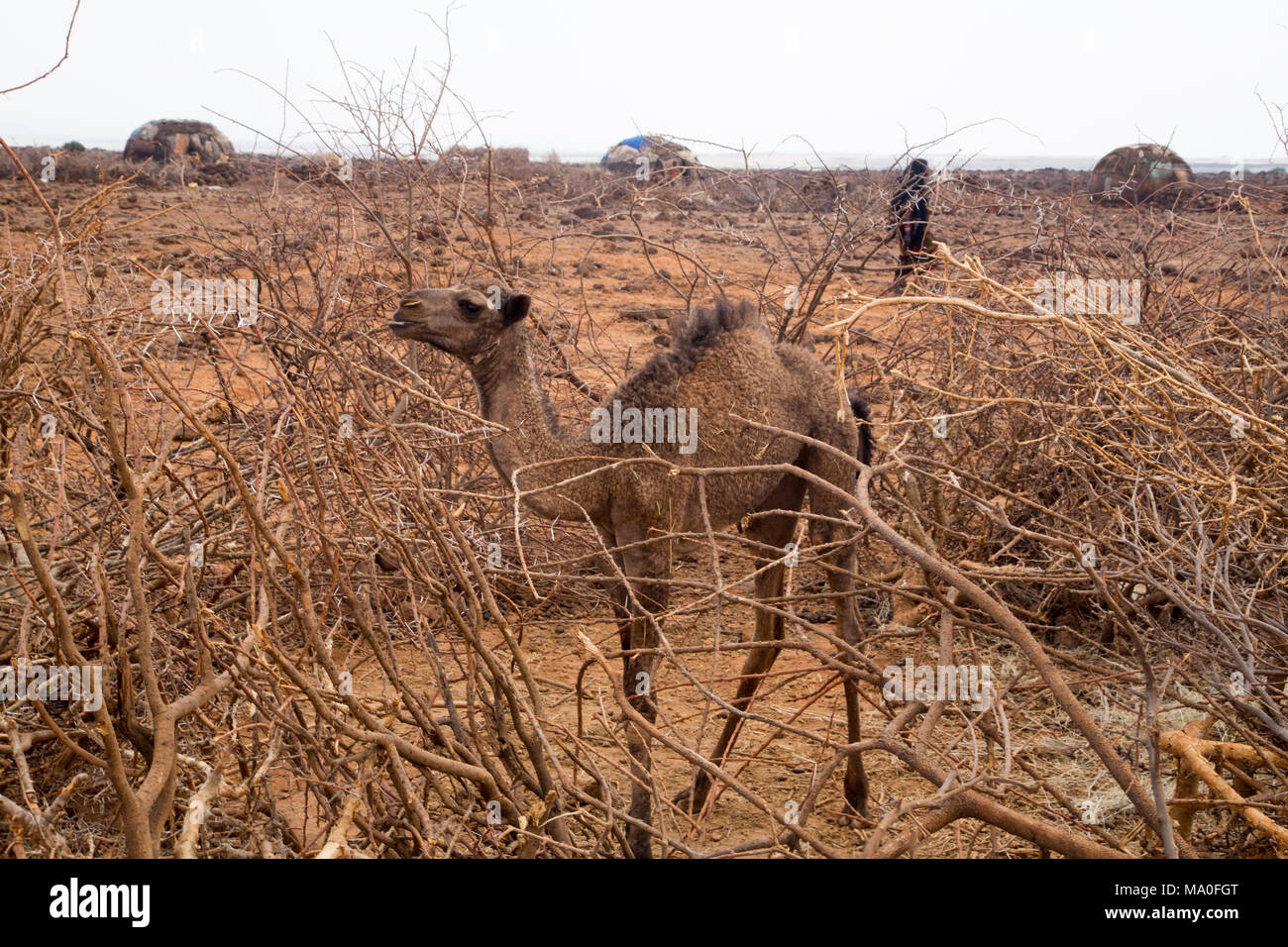 Baby cammello nel tradizionale villaggio Africano Foto Stock