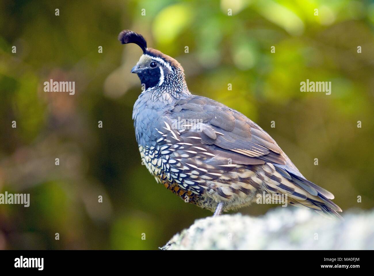 Il California Quaglia Callipepla Californica Noto Anche