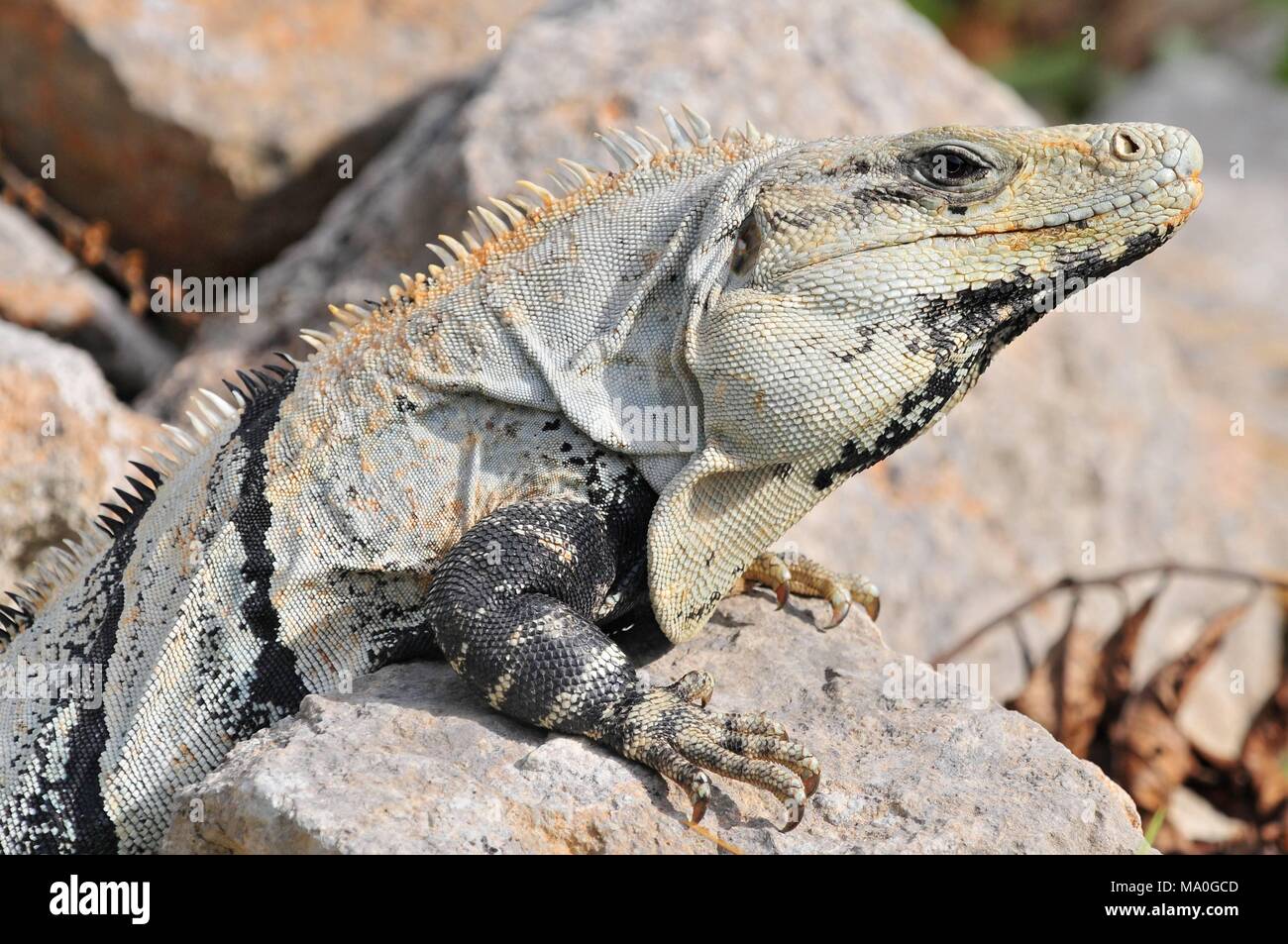 Ctenosaura similis, comunemente noto come la spinosa nero-tailed, Iguana iguana nero o nero ctenosaur, è una lucertola nativa per il Messico e Americ centrale Foto Stock