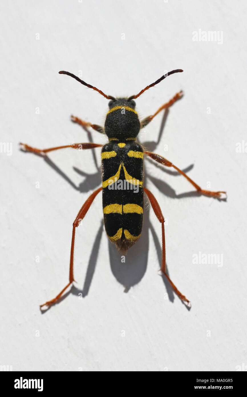 Wasp Beetle Clytus arietis Foto Stock
