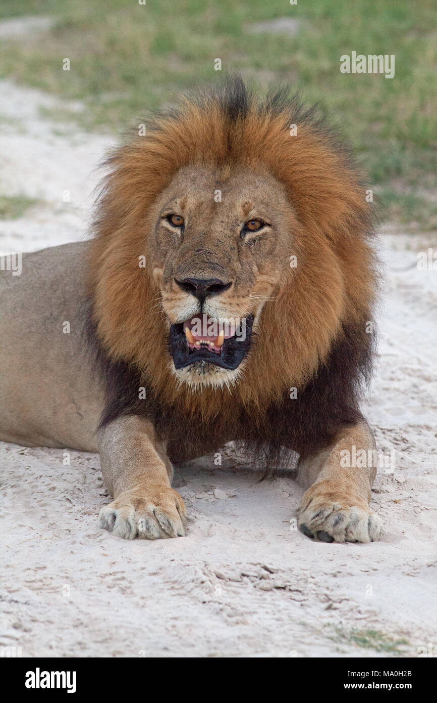 Leone africano (Panthera leo). Maschio adulto. Appena seduta sulla sabbia di savana. Sazio. Foto Stock