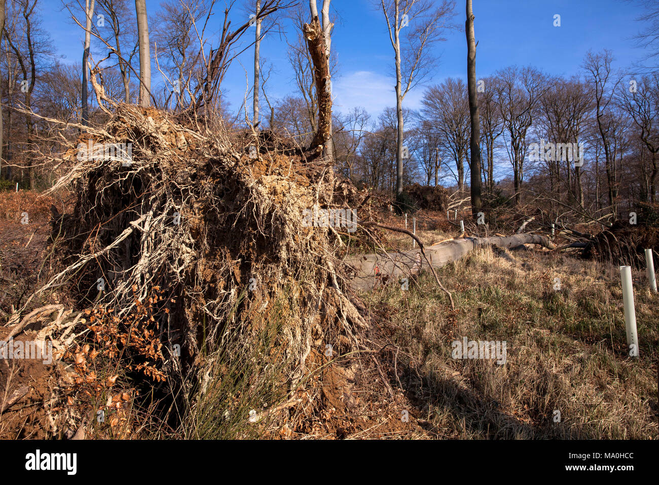 Germania, sradicati tree dopo l uragano Friederike in una foresta all'Ruhrhoehenweg nel Ardey montagne vicino Wetter. Deutschland, entwurzelter Baum Foto Stock