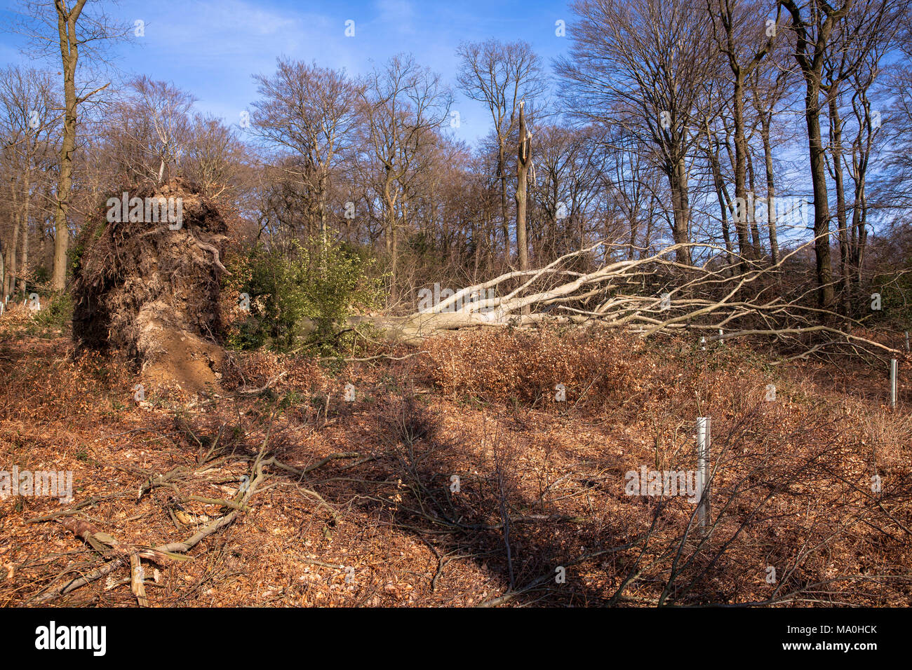 Germania, sradicati tree dopo l uragano Friederike in una foresta all'Ruhrhoehenweg nel Ardey montagne vicino Wetter. Deutschland, entwurzelter Baum Foto Stock