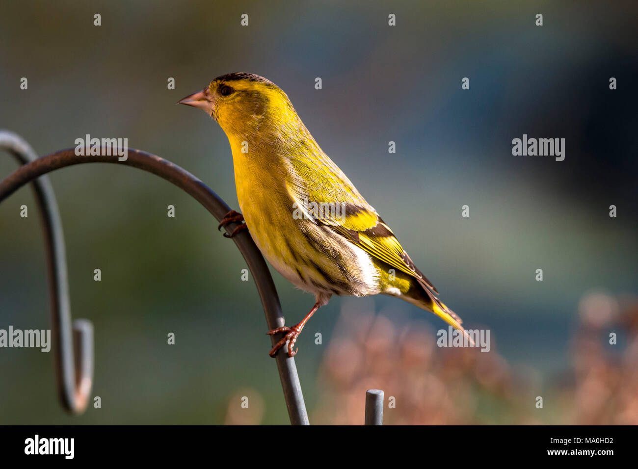 Germania, Eurasian lucherino (Spinus spinus). Deutschland, Erlenzeisig (Spinus spinus). Foto Stock