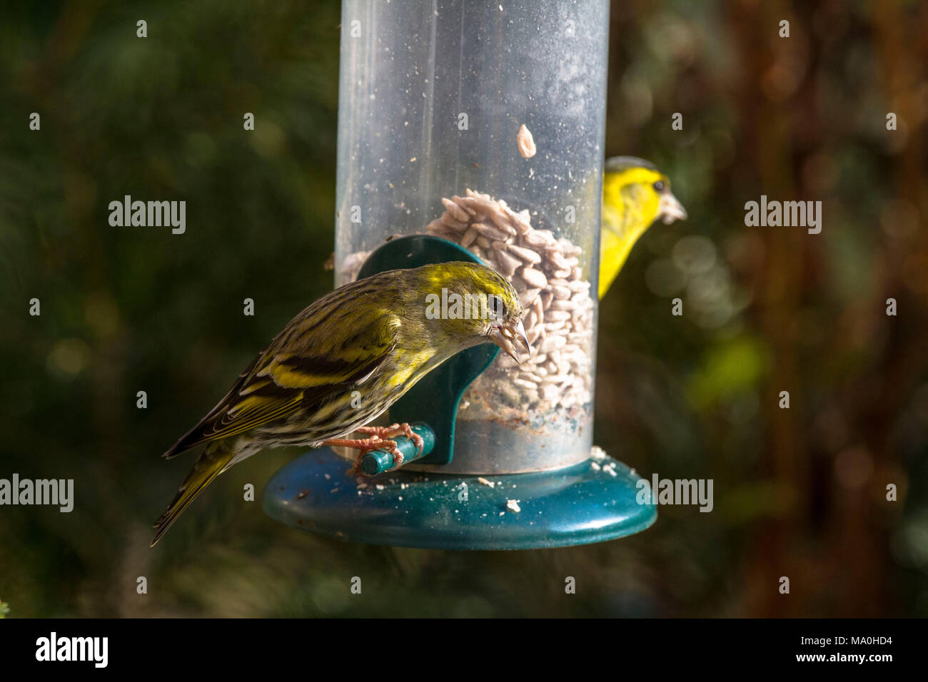 Germania, Eurasian siskins (Spinus spinus) a una massa di alimentazione su un balcone. Deutschland, Erlenzeisige (Spinus spinus) un einer Futterstelle auf einem Foto Stock