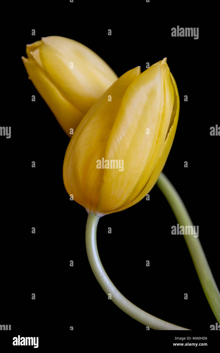 Un primo piano di bellissimi tulipani estivi gialli intrecciati. Foto Stock