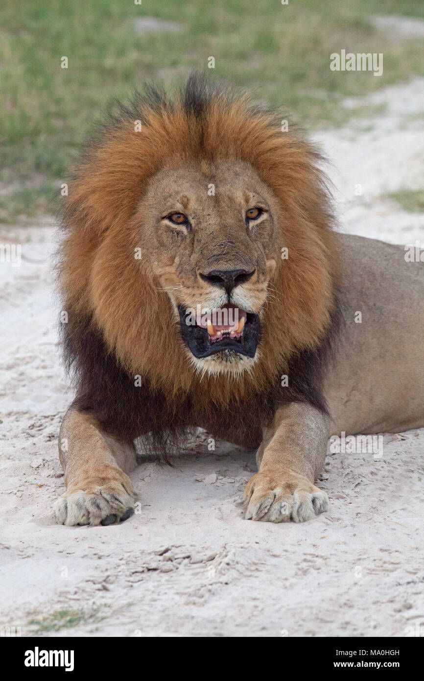 Leone africano (Panthera leo). Maschio adulto. Appena seduta sulla sabbia di savana. Sazio. Foto Stock