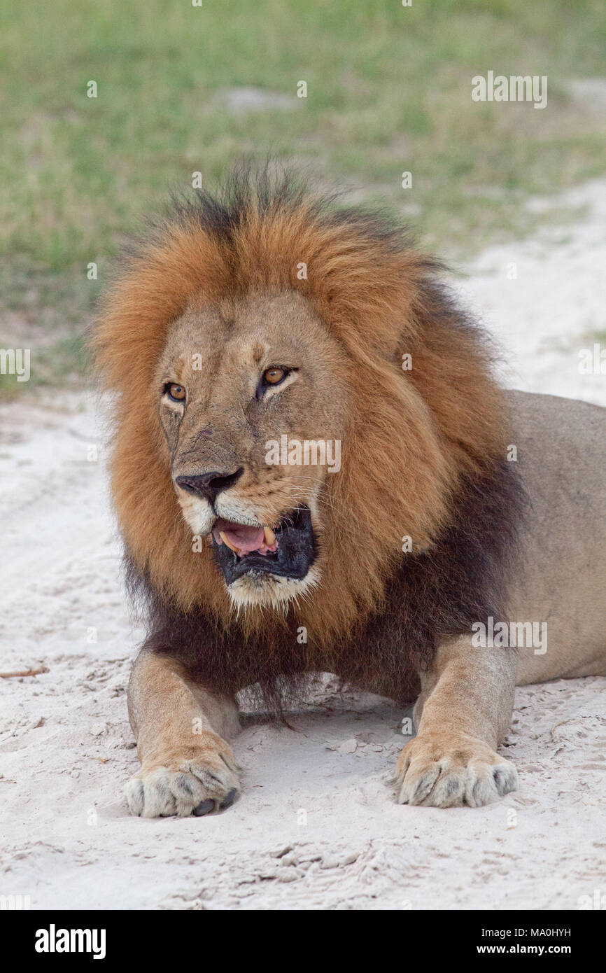 Leone africano (Panthera leo). Maschio adulto. Appena seduta sulla sabbia di savana. Sazio. Foto Stock