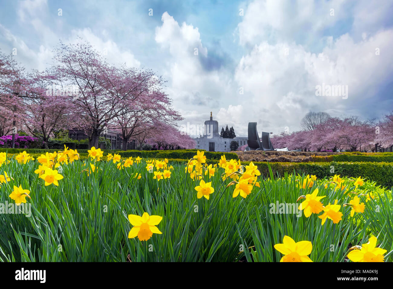 Oregon State Capitol in Salem Oregon con fiore di ciliegio alberi e narcisi fiori che sbocciano durante la stagione primaverile Foto Stock