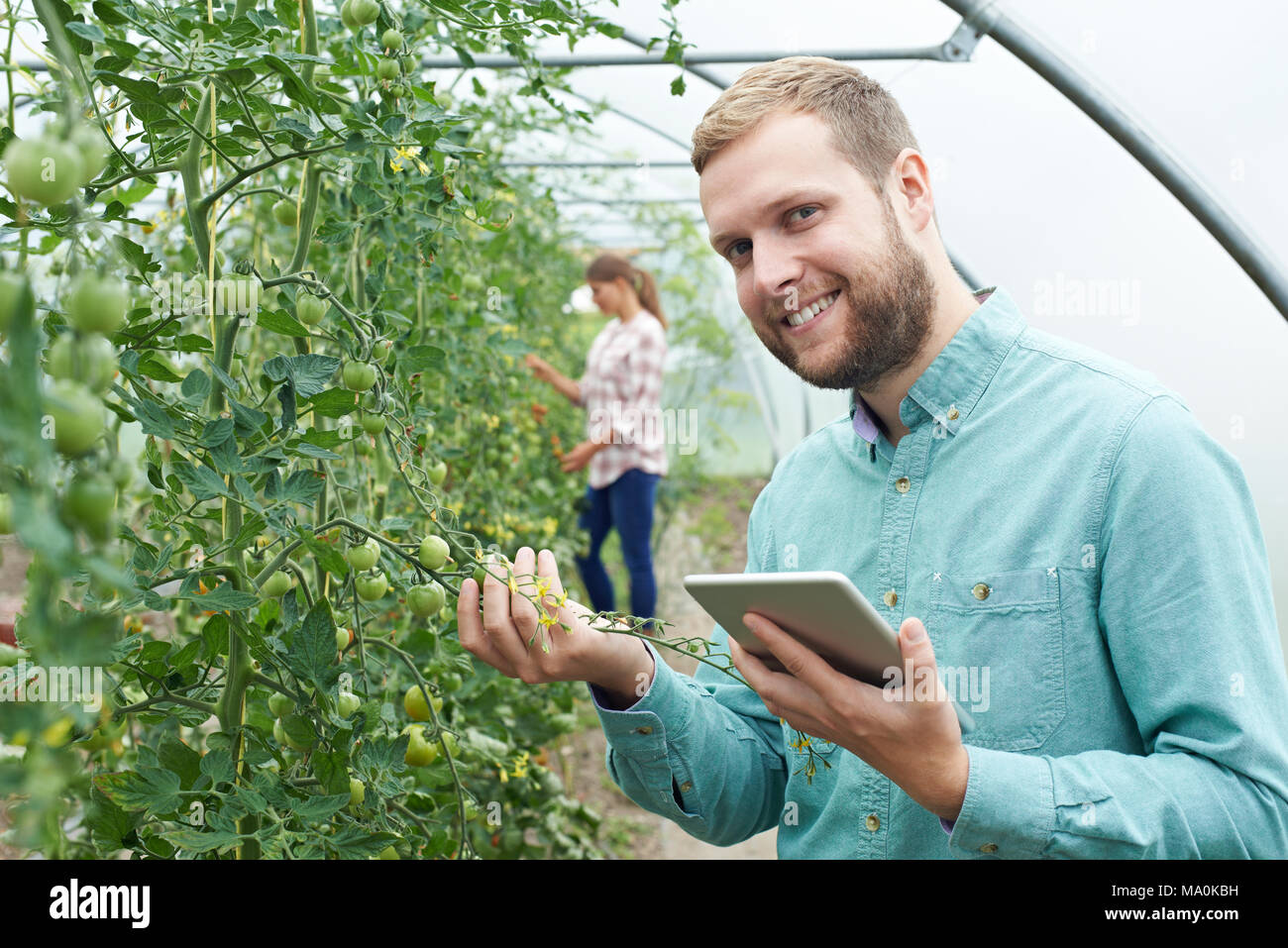 Ritratto di lavoratori agricoli controllo di piante di pomodoro con tavoletta digitale Foto Stock
