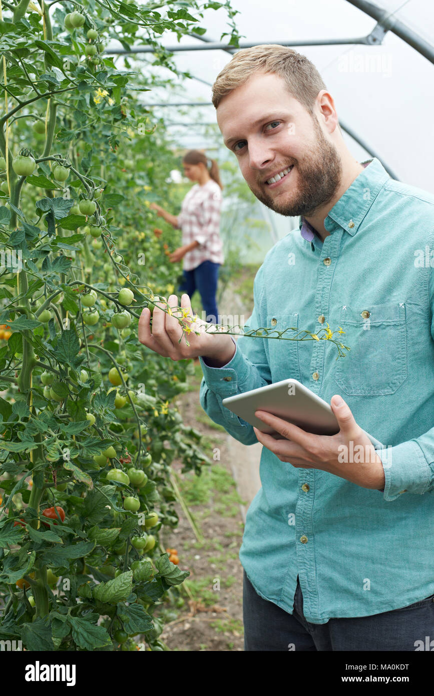 Ritratto di lavoratori agricoli controllo di piante di pomodoro con tavoletta digitale Foto Stock