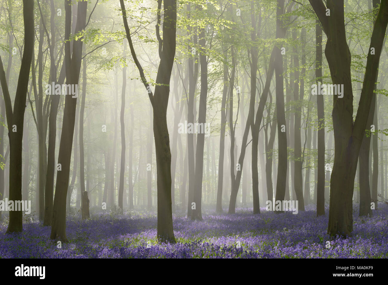 La luce del sole rottura attraverso gli alberi in una nebbia riempito del bosco di faggio con moquette bluebells. Foto Stock