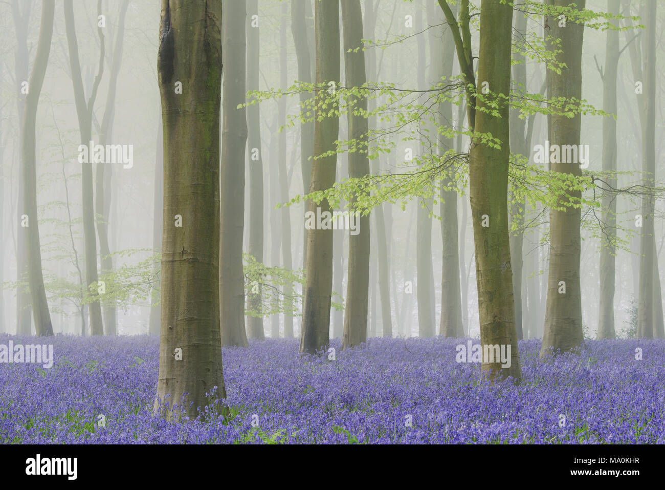 Riempito di nebbia al bosco di faggio tappezzato di bluebells. Foto Stock