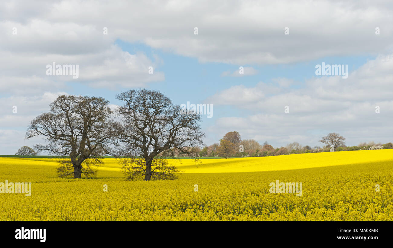 Una tipica scena di campagna inglese e su un luminoso giorno di primavera, due alberi di quercia nel mezzo di un giallo campo di colza sotto il cielo blu con soffici Foto Stock