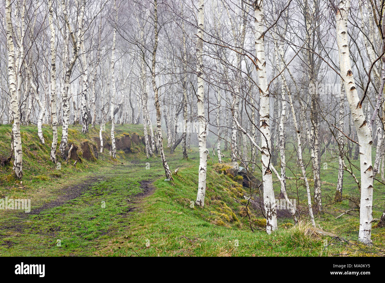 Nebbioso giorno tra l'argento di betulle nel bosco che circonda Bolehill cava nel parco nazionale del Peak District. Foto Stock