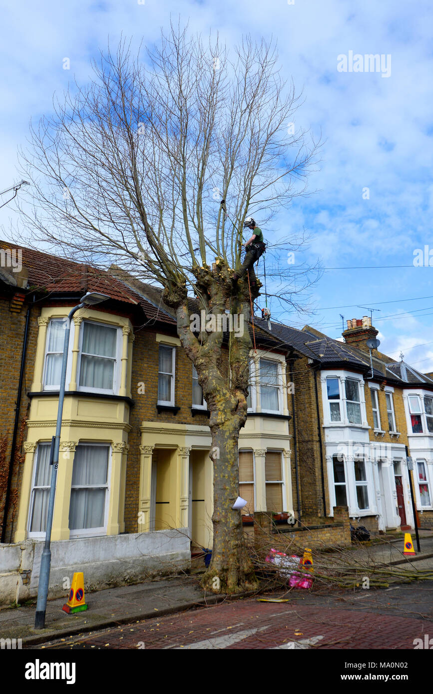 Falegname al lavoro su un albero vicino ai cavi telefonici a Southend on Sea, Essex, Regno Unito. Pollarding Foto Stock