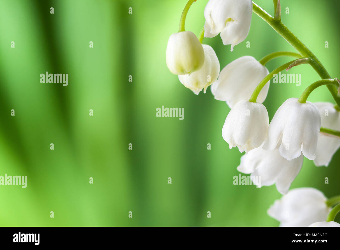 Fiorisce giglio della valle su uno sfondo sfocato di foglie verdi. Foto Stock