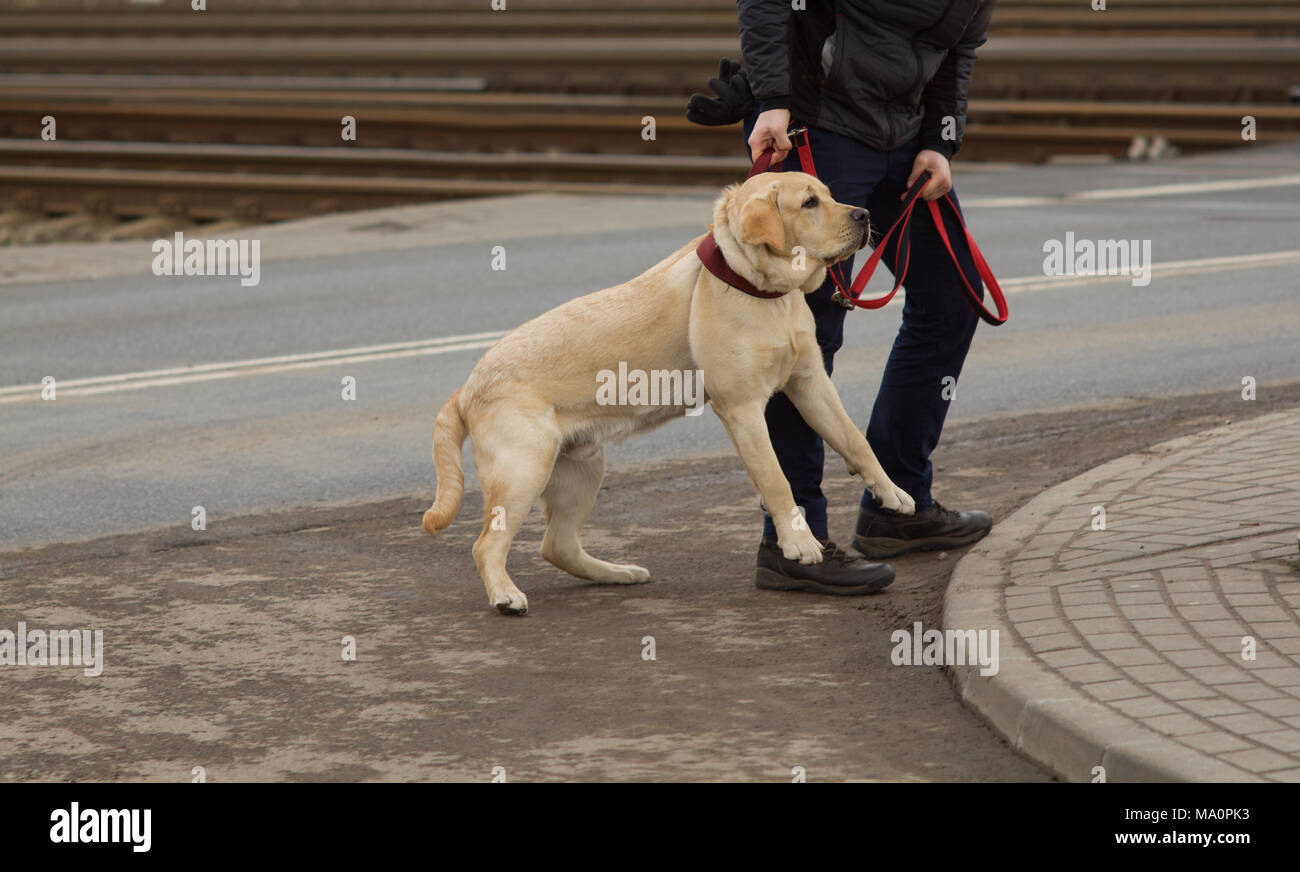 Istruzione canino. Cane obbedienza scuola, formazione - labrador. Foto Stock