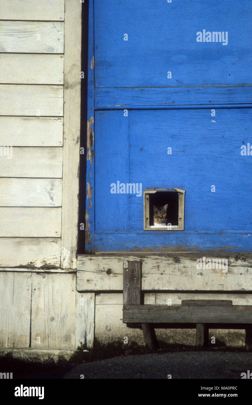 Gatto che spuntavano di rottura della porta cat Foto Stock