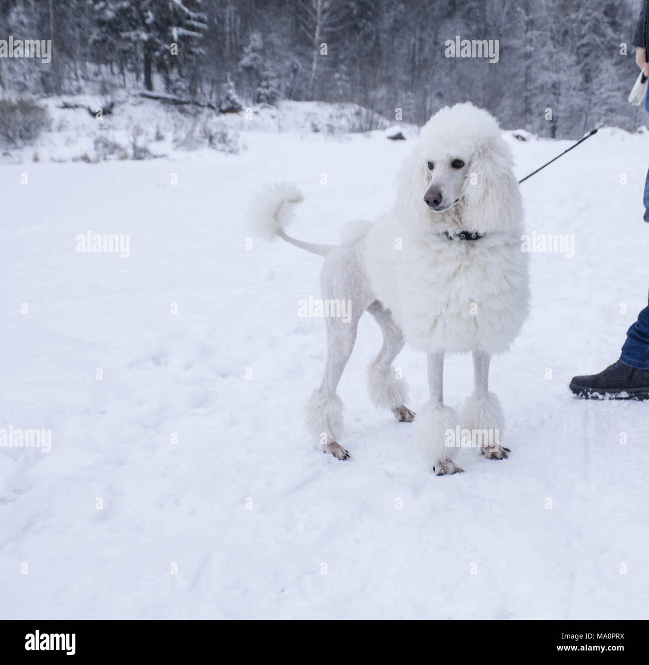White royal cane barboncino passeggiate sulla neve in inverno Foto Stock