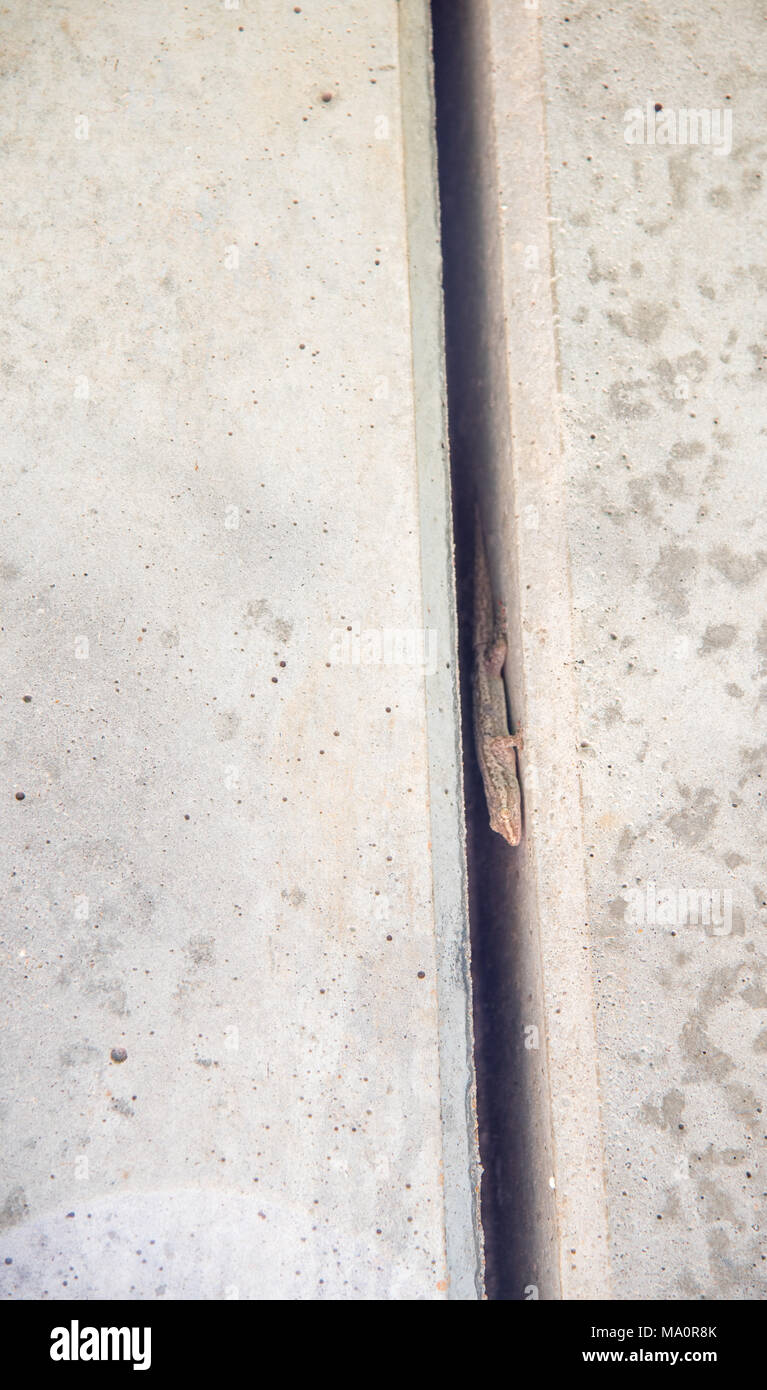 Piccolo geco nascosto in calcestruzzo muro di confine crack a Darwin, in Australia Foto Stock