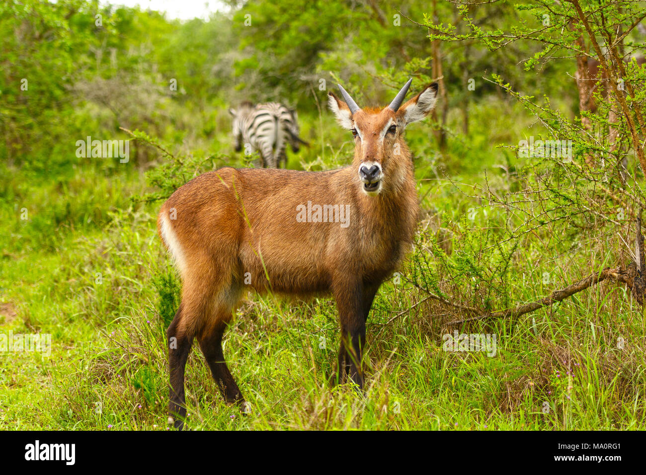 Giovane Maschio Waterbuck nella savana in Lake Mburo National Park in Uganda Foto Stock
