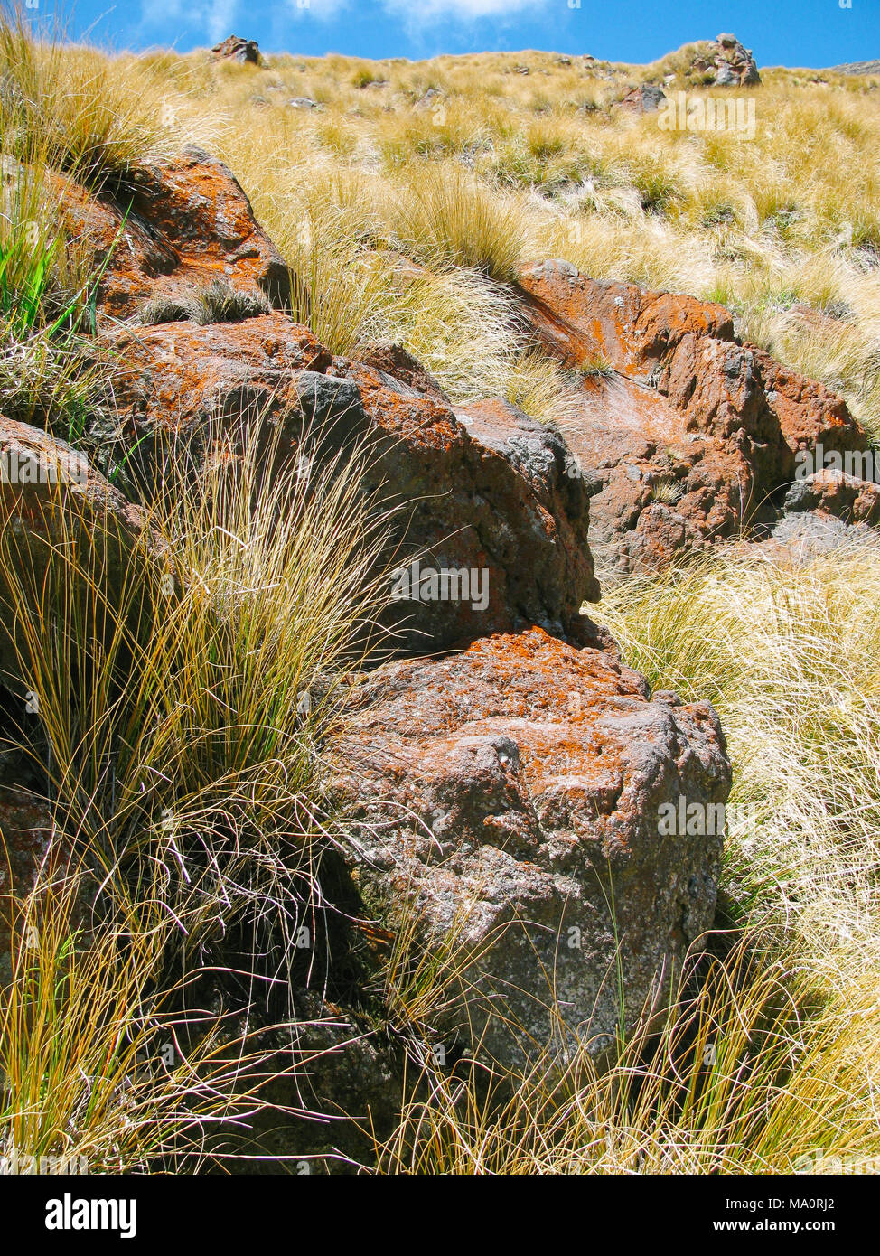 Il Lichen su rocce vulcaniche nel Parco Nazionale di Tongariro, Isola del nord, Nuova Zelanda visto dalla Alpine Crossing via Foto Stock