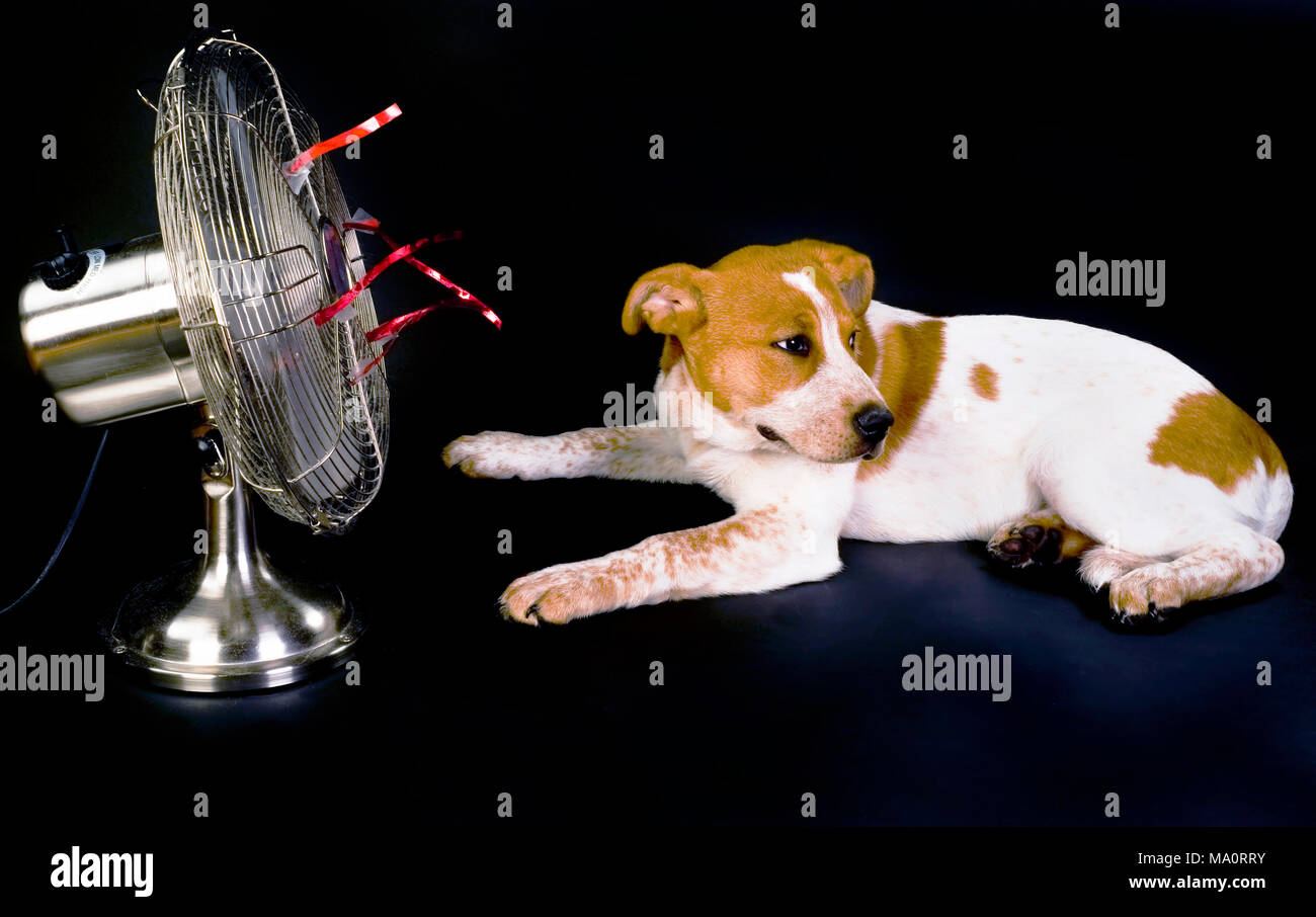 Cucciolo avente un cane giorno e staying cool. Foto Stock