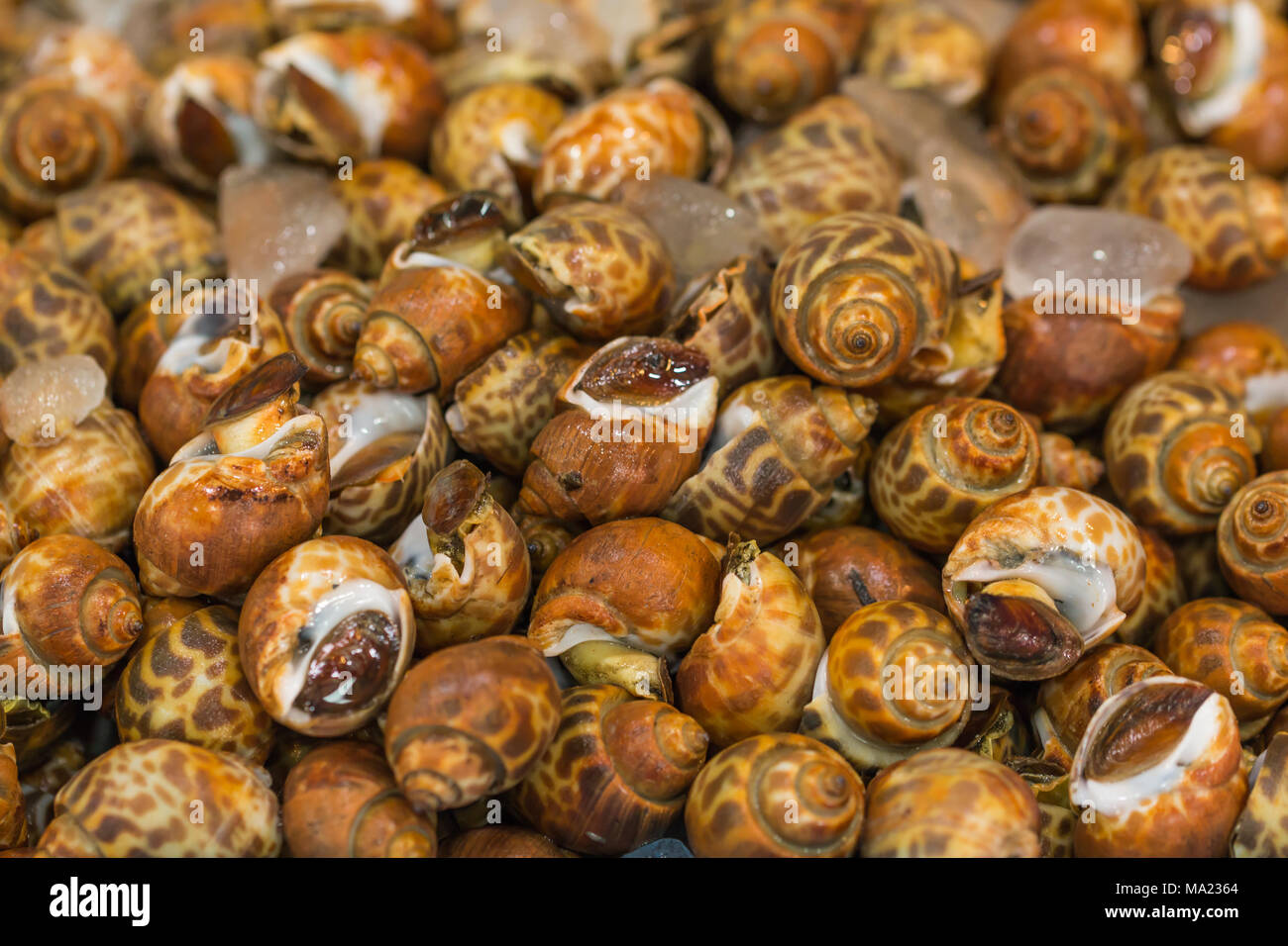 Avvistato Babilonia al mercato di pesce in Thailandia Foto Stock