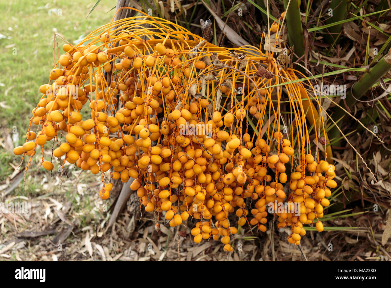 Giallo scuro, frutto di una palma in un parco pubblico di Inglewood, Queensland, Australia Foto Stock