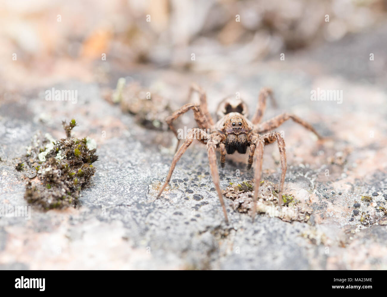 Fox gigante spider Foto Stock