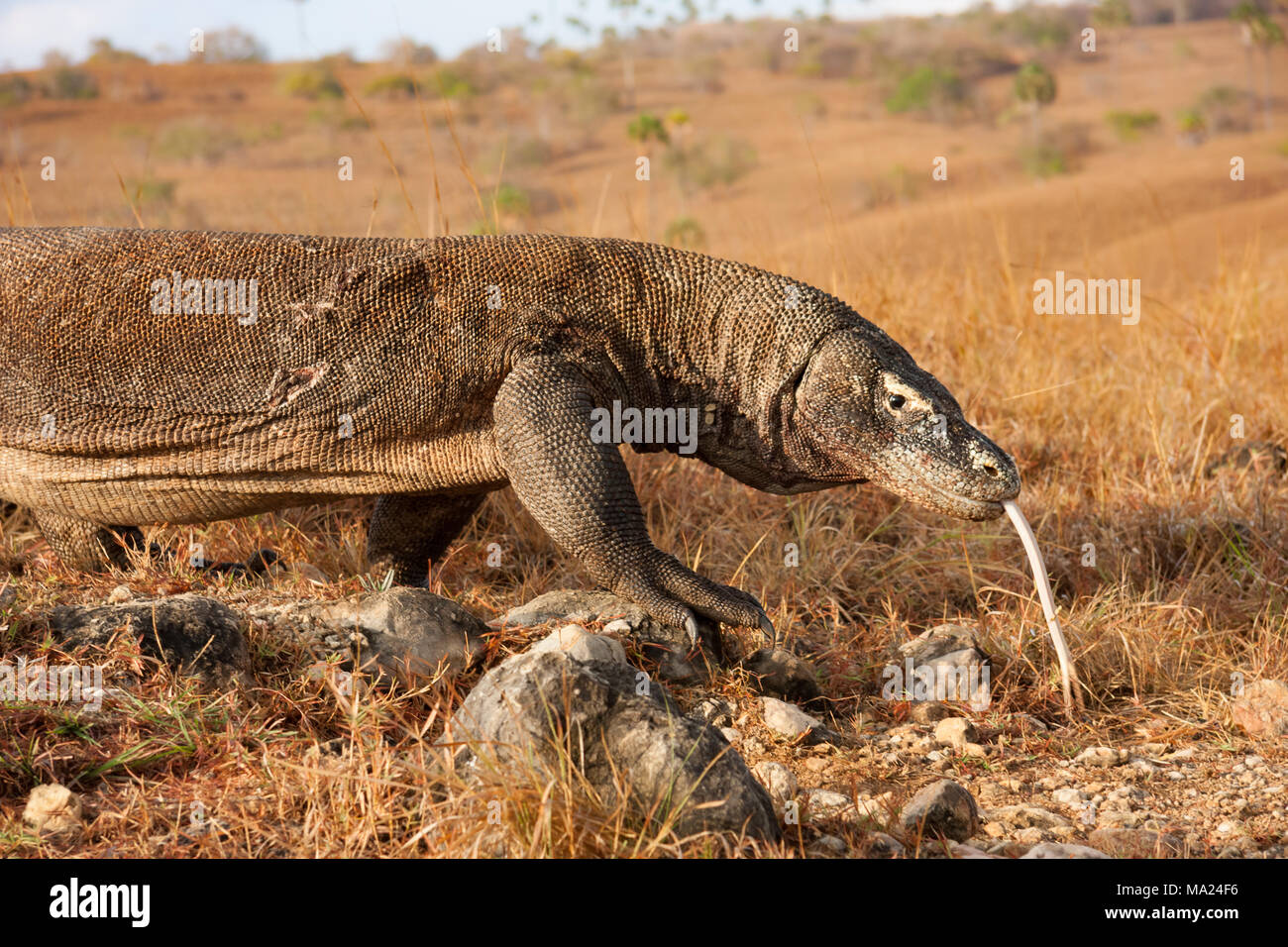 I draghi di Komodo, Varanus komodoensis, sono i mondi più grandi lucertole. Isola di Rinca, Parco Nazionale di Komodo, Indonesia. Foto Stock