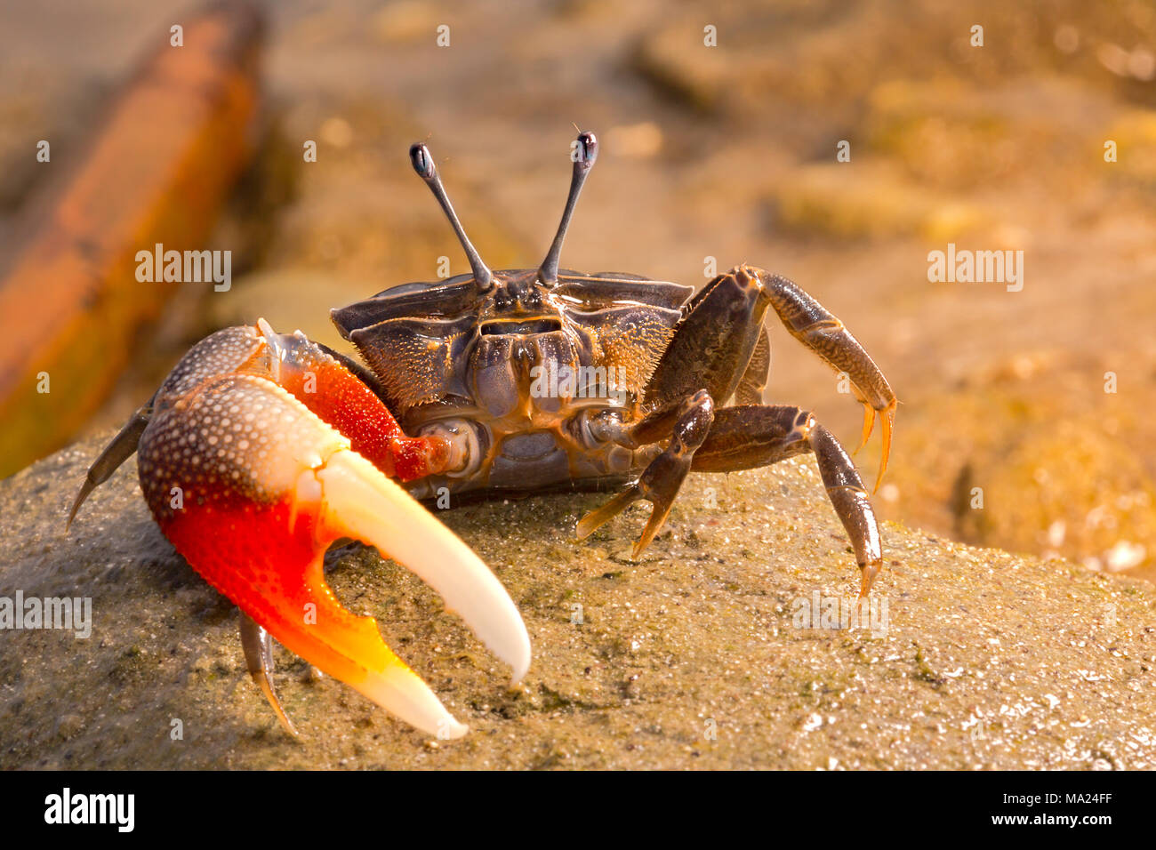 Un fiddler crab, Uca sp, sull'isola di Yap, Micronesia. Foto Stock