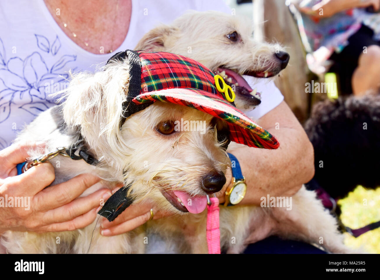 Cani, piccolo cane che partecipano in milioni di zampe a piedi Foto Stock