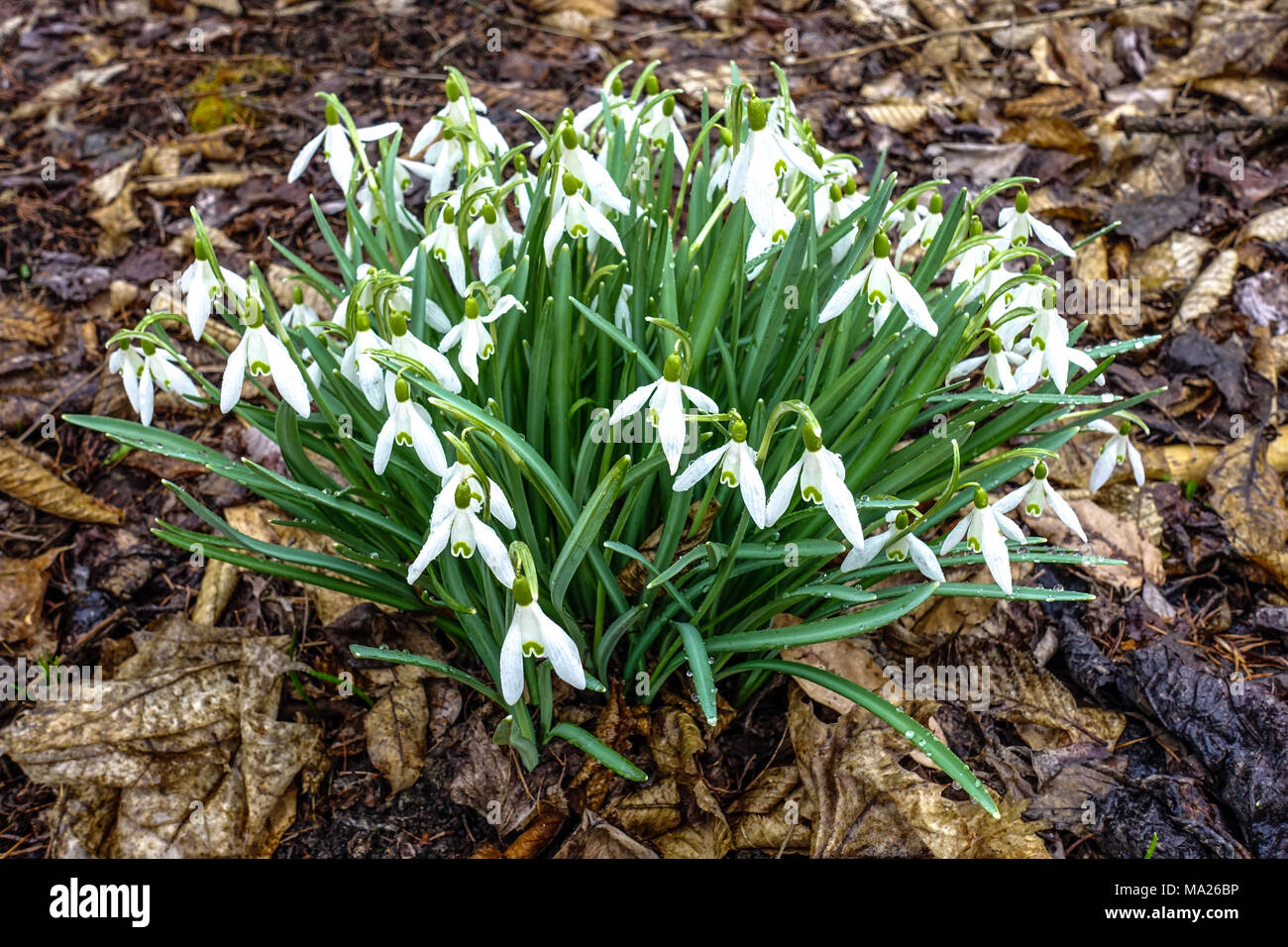 Cluster di fioritura di bucaneve, Galanthus nivalis, la primavera Foto Stock