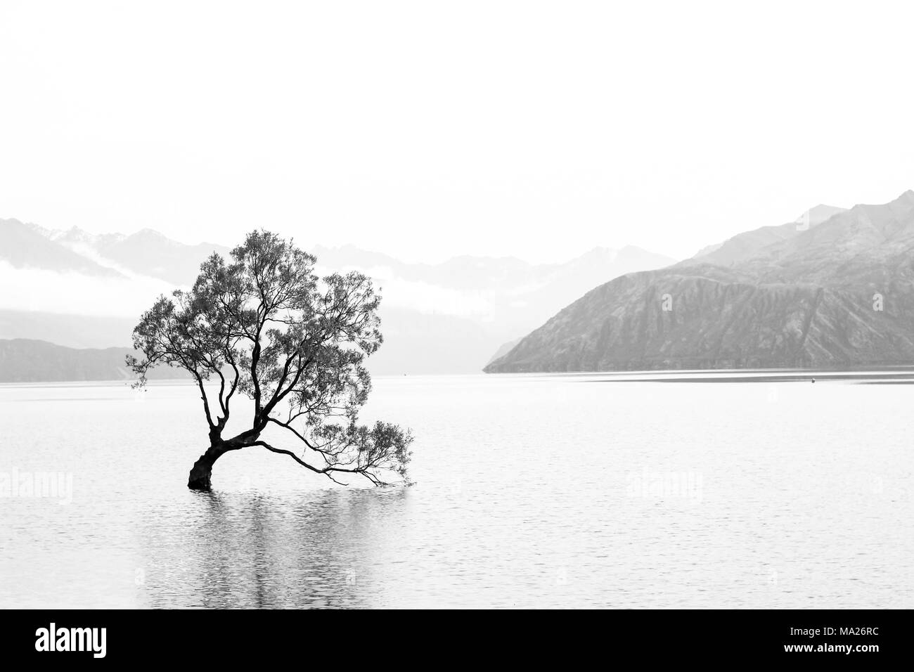 Albero in mezzo ad un lago in bianco e nero Foto Stock