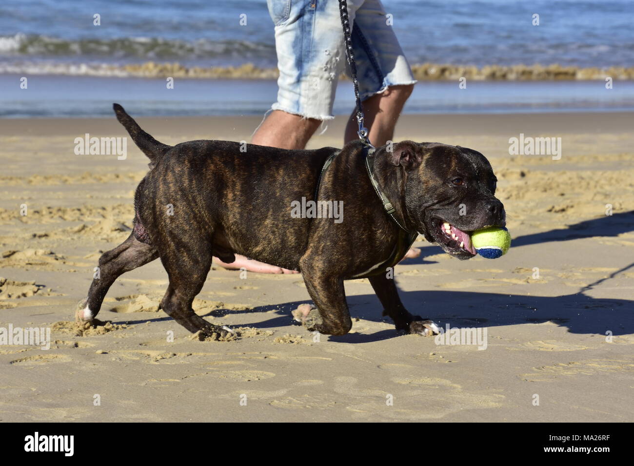 Cane, staffordshire terrier Foto Stock