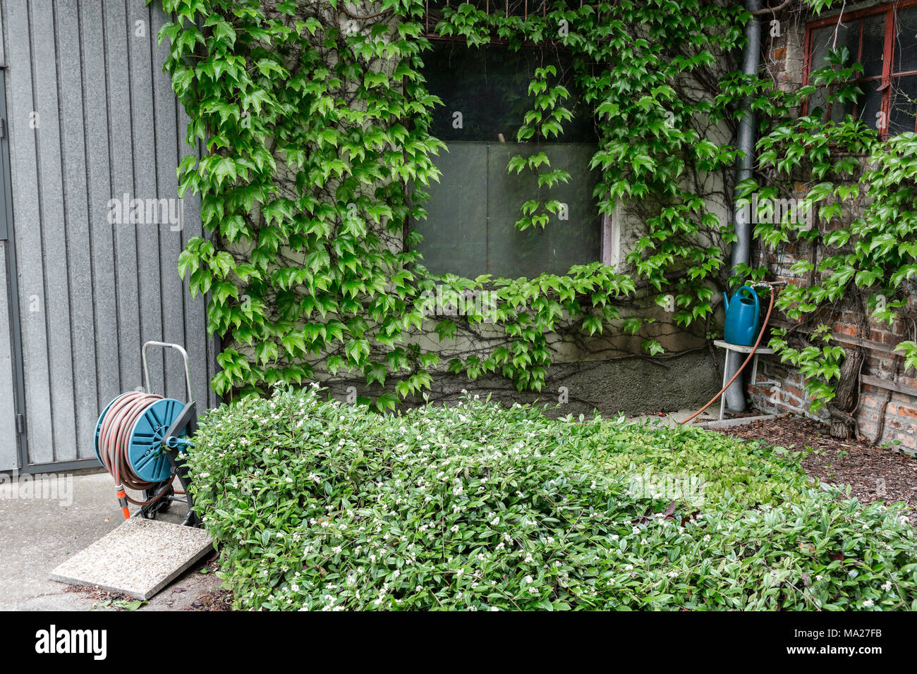 Il tubo flessibile di irrigazione per il prato e giardino. All'esterno sul patio estivo. Piccolo townhouse perenne giardino estivo. Vienna, Austria. Foto Stock