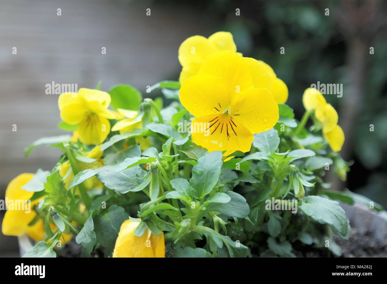 Wild pansy o viola, naturale floreale con carta di colore giallo brillante fiore di primavera, sfondo verde e spazio di testo. Foto Stock