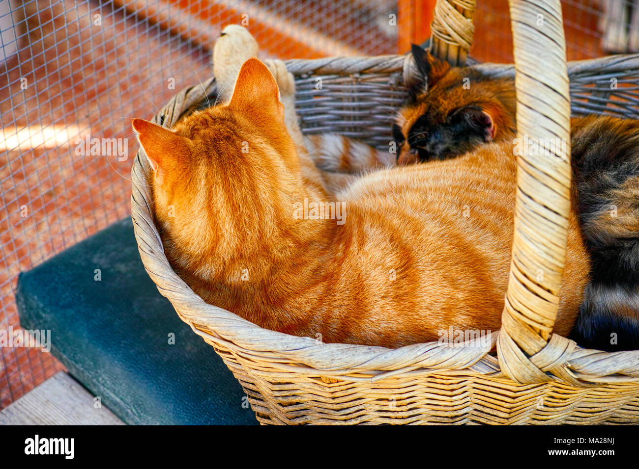 Due gatti dormono in cesto in vimini. Foto Stock